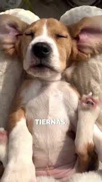TOP 5 RAZAS DE PERROS MÁS TIERNAS 💖#shorts #perros #adorable #ranking #dog #mascotas