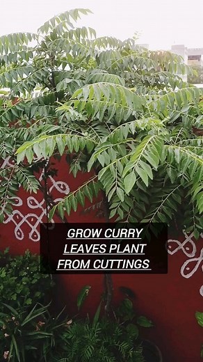 Easy to grow curry leaves plant from cuttings 👍 . . . #cuttings #curryleafplant #growplantsfromcuttings #teracegarden #homegardenideas #gardeningtips #growyourownplants #reelfit #instareels #reelsinstagram #telugu #explorepage #exploremore #reelsindia #explore | Kumari Sarath Putta