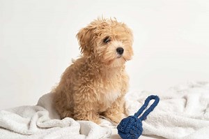 10 Best Maltipoo Breeders (2025): Our Top 10 Picks!