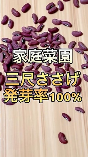 これはすごい！三尺ささげ 種まき発芽率！#ガーデニング#家庭菜園#三尺ささげ#gardening#たいやきのガーデニング