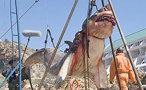 15 tonne prehistoric shark captured off the coast of Pakistan