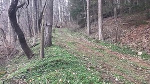 1.5K views · 33 reactions | The first heat of Leopard Hounds line up at the start line in Friday’s Field Trial at Leopard Days. | UKC Coonhounds | Facebook