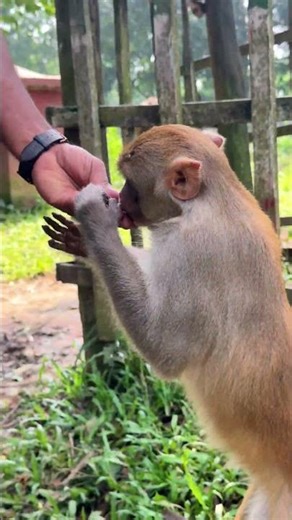When the monkey suddenly gets shocked 😆 | Funny Monkey Reaction | Monkey Kingdom