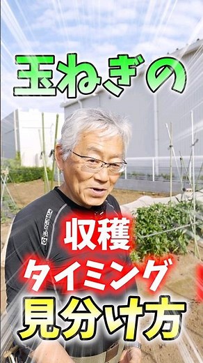 家庭菜園や農園の玉ねぎ栽培で最適な収穫タイミングの見極め方！玉ねぎの葉が倒れたタイミングで収穫するコツと玉ねぎの育て方！【農家直伝】#shorts