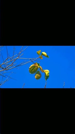 Xiaomi 13 Pro vs Redmi Note 13 Pro 4G 🔥 Flagship vs Budget Battle