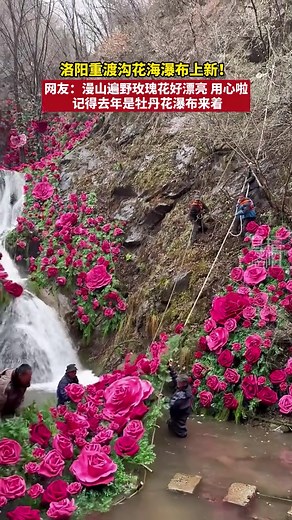 🇨🇳 近日，洛阳重渡沟景区的花海瀑布上新了！ 🇬🇧 Recently, the flower sea waterfall in Luoyang's Chongdugou scenic area has been refreshed! 🇨🇳 网友：「漫山遍野玫瑰花好漂亮用心啦，记得去年是牡丹花瀑布来着。」 🇬🇧 Netizens: “The roses all over the mountains are so beautiful and thoughtfully arranged; I remember last year it was a peony waterfall.” 🇨🇳 重渡沟位于洛阳栾川，以水美、竹多、景观奇而闻名。 🇬🇧 Located in Luanchuan, Luoyang, Chongdugou is famous for its beautiful waters, abundant bamboo, and unique landscapes. 🇨🇳 这里的“花海瀑布”将自然飞瀑与绚烂花卉巧妙结合，形成了一道独特的视觉盛宴。 🇬🇧