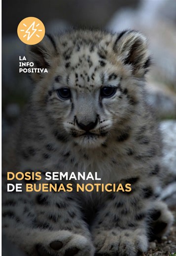Dosis semanal de buenas noticias Nepal reportó 397 leopardos de las nieves en su primer censo nacional de 2025, cerca del 10 % de la población mundial, gracias a protección del hábitat y medidas anticacería. Bangladesh instaló más de 6 millones de sistemas solares domésticos, llevando electricidad a 20 millones de personas en zonas rurales. En Tailandia, carreteras experimentales mezclan plástico reciclado en el asfalto, logrando pavimentos hasta 30 % más resistentes. Costa Rica generó 98.6 % de