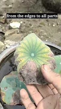 characteristics of the lotus nelumbo plant entering dormancy #lotus #nelumbo