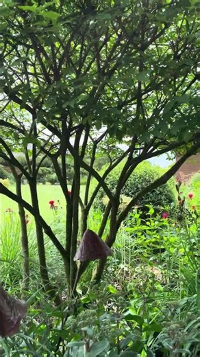 Euonymus Alatus — Burning Bush Multi-Stem (Ožekšnis daugiakamienė) | Sodo Linija