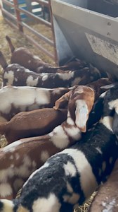 What are they eating? :) | Bentley Bros. Farms