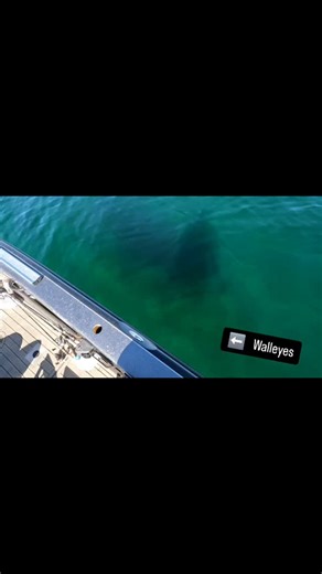 Sight fishing 30" walleyes in 30 fow doesnt seem to ever get old! It was wild watching sometimes up to 20 big walleyes following our baits in and eating right under the boat! The water that day was a balmy 32.5 degrees and the spot we caught them at was covered in ice for the first hour or so of the day. Once it cleared up tho we put the @magscustomrods to work! Big rattle baits worked painfully slow was the best bait for us. With the sunny day chrome based colors were the most effective! Pre sp