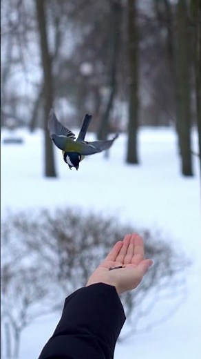 Buying bird seed from big box stores is beyond silly. #birding #birds #birdwatching
