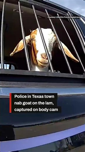 Texas police nab goat on the lam, and it's all on body cam