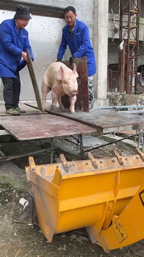 PiggFarming on Instagram: "3 Ways to Raise Pigs for BIG Farmhouse Profits! 🐷💰 Want to turn pig farming into a highly profitable business? In this video, we’ll show you three powerful ways to raise pigs in a farmhouse setting and maximize your earnings. Whether you’re just starting out or already farming, these practical tips will help you boost your farm’s profitability while ensuring your pigs grow healthy and strong. We’ll cover: ✅ The best pig breeds for fast growth and high returns ✅ Feedi