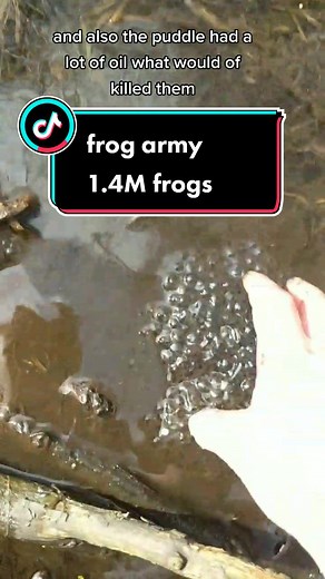 Saving Over 1.4 Million Frogs: The Biggest Frog Army