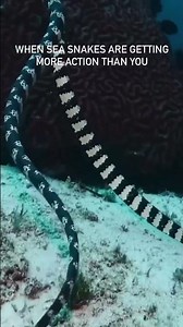 Sea snakes mating