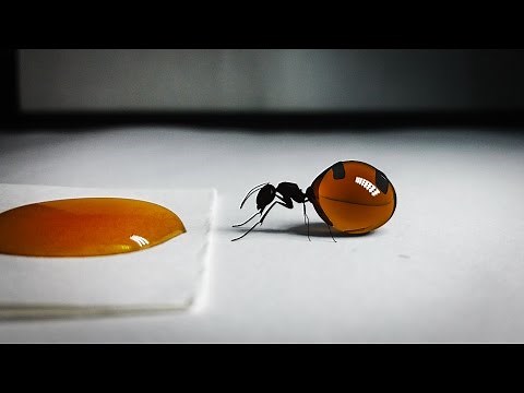 Queen of Honey Ants Drinks Honey