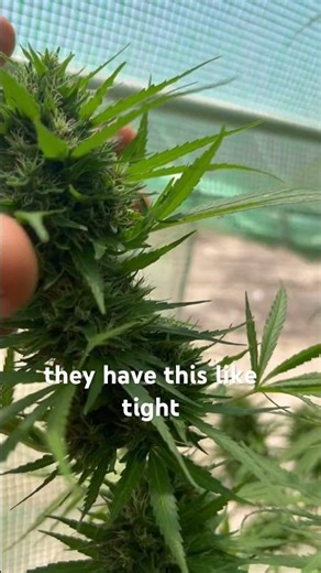 Rare Egyptian Sinai Landrace Heirloom – 2023 Greenhouse Crop 🌞✨