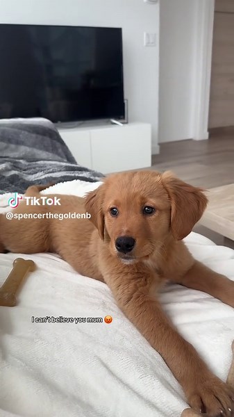 Golden Retriever Puppy Tantrums and Funny Moments