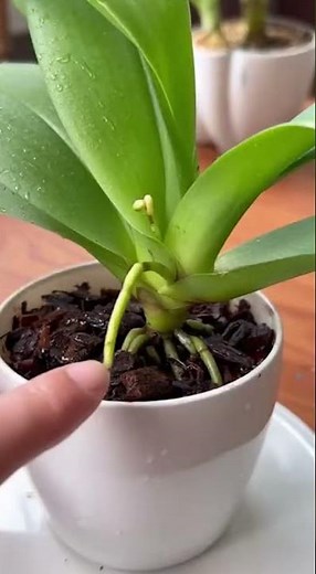 How to Turn a Rotten Orchid Into a Vibrant Flower
