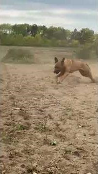 Mastiff with no dysplasia: Tosa Inu :)