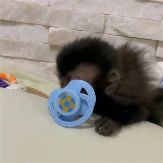 Adorable baby capuchin monkey playing with pacifier!