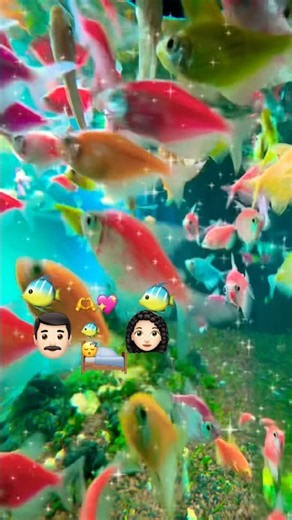 Gia đình cá cánh buồm quây quần CẢ NHÀ THƯƠNG NHAU bình yên! Cozy Skirt Tetra Family Night! #shorts