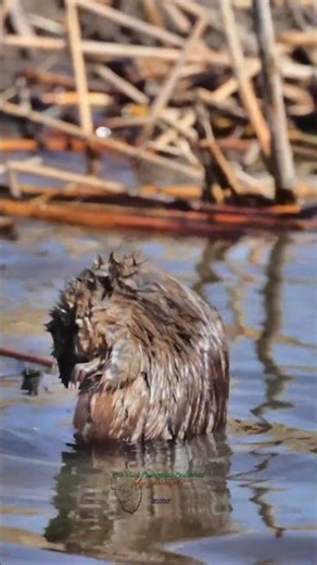 30 Seconds of Calm | Common Muskrat