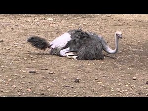 Apareamiento de Avestruces [DOCUMENTAL]