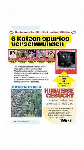 6 Katzen spurlos verschwunden!