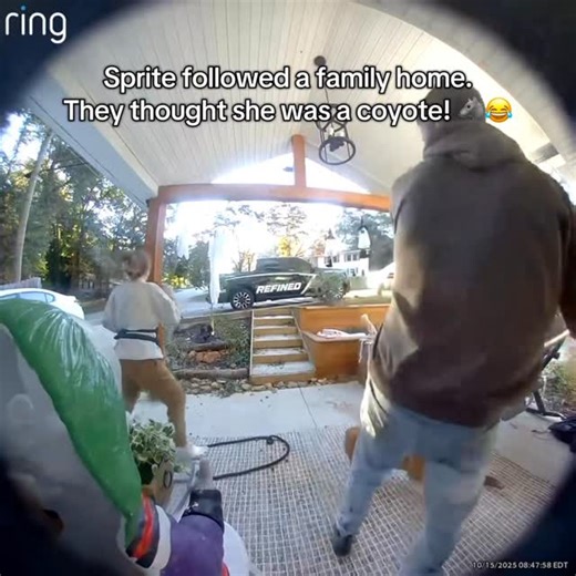 Dog Squad on Instagram: "Meet our newest Squad foster, Sprite! Sprite’s story starts with a little case of mistaken identity… her finders thought she was a coyote when she followed them home on October 18th! The Ring camera footage even went viral on TikTok showing them hilariously trying (and failing) to dodge her. 😂 Turns out, Sprite is no coyote at all — she’s the sweetest 5-month-old pup with a heart of gold. Her finders went above and beyond to locate an owner, but no one came forward. Ear