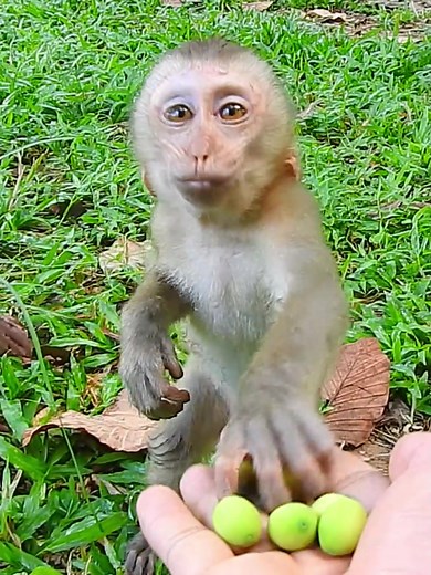 Adorable Baby Monkey Lip-Smacking for Extra Food