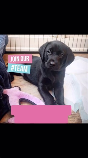 If you’re looking for a meaningful new challenge for 2026, have you thought about training a life-changing disability assistance dog? Dogs for the Disabled are urgently seeking nationwide volunteers to help train the next generation of assistance dogs💜 Becoming a volunteer puppy socialiser is incredibly rewarding, and here are some useful things to know: ✨ No experience needed All our volunteers receive ongoing support from our Puppy Dept. ✨ We cover the costs Food, insurance, veterinary care a
