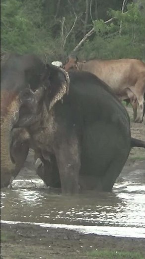 Waking up a sleeping elephant | Elephant | Animals | Wildlife | Nature #elephant #animals #wildlife