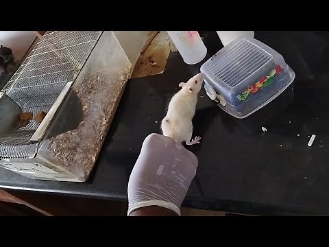 Blood Glucose Measurement in Rats