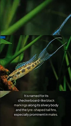 The Lyretail Checkerboard Cichlid (Dicrossus Filamentosus) | Amazing Aquatics