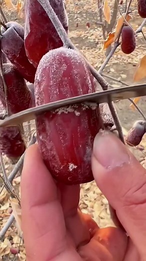 Exploring the Unique Red Frosted Fruit