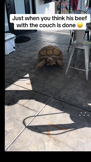 Ugh just when you think he’s in a good mood 🙄😂#africansulcata #bulldozer #aggressivetortoise #dinosaur #demanding #grumpy #destructive #rampage