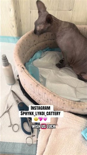My cat is giving birth #sphynx #cat #kitten #sphynxcat #birth