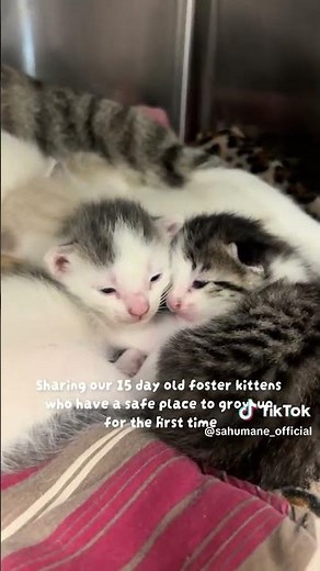 Fostering is such an important part of what we do! #puppy #kitten #foster