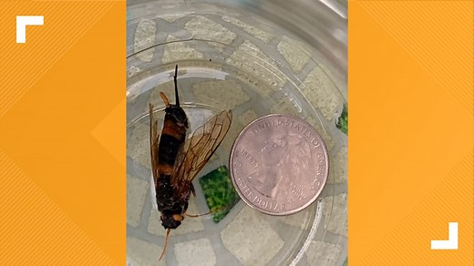 This flying insect spotted in Colorado is large and creepy, but it’s not a murder hornet