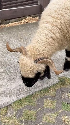 黑臉笑笑羊角好尖 #清境農場 #笑笑羊 #lamp #sheepbreeding #sheep