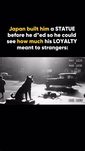 The Wrld Tales | Stories from around the world on Instagram: "1. May 1925, Tokyo. Professor Ueno collapses during a lecture. Brain hemorrhage, d*ad within hours. That evening, his Akita Hachiko walks to Shibuya Station at 3pm, sits at the gate, waits for the train. His owner doesn’t arrive. He stays until the last train leaves. Returns home. Next day, 3pm, he’s back. He does this for 3,395 days. 2. Station workers kicked him at first. Stray dog, bad for business. In 1932 a newspaper runs the hea