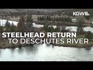 Spike in steelhead returns to Deschutes River highlights years of collaboration and restoration