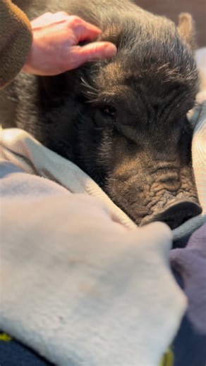 This morning, Winnie had her spay surgery. She was the only pig at Fluffy Butt Rescue who hadn’t been spayed yet, and we’re so relieved to finally have this important step behind her. Spaying pigs is about more than preventing pregnancy. Female pigs have an extremely high risk of developing reproductive cancers, infections, and other serious uterine issues as they age, making this procedure a critical part of long-term health and wellbeing. Winnie is feeling under the weather today, which is to 