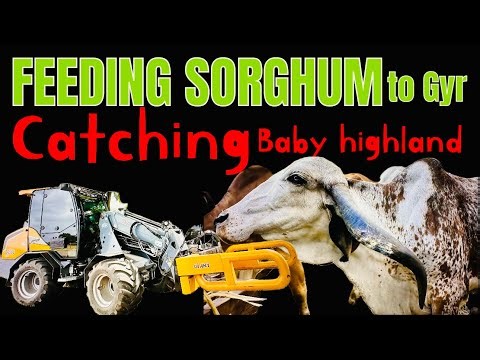 Feeding Gyr Cattle with Sorghum Bales + Catching a Scottish Highland Calf | Farm Life at HisWay Farm