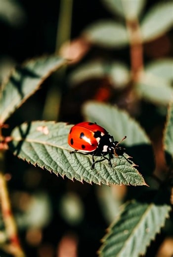 From my Garden 🐞❤🫣 #MacroPhotography #MacroShot #MacroWorld #MacroMagic #CloseUpPhotography #TinyWorld #MacroLovers #MacroPerfection #MacroArt #MacroFocus | Macro Eye