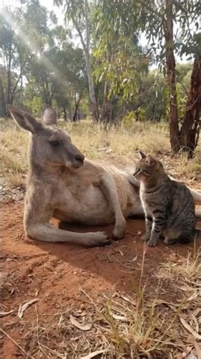 🎤Chilling Kangaroo vs Intense Cat Stare 🇦🇺 / A cat's gaze is aimed at a "chilling" kangaroo 🥊 #Ca...