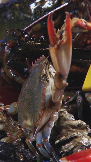 Delicious Live Seafood with Gordon Ramsay