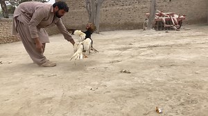 #aseel Best mianwali Aseel murgha fighting | Aseel Murgha 402